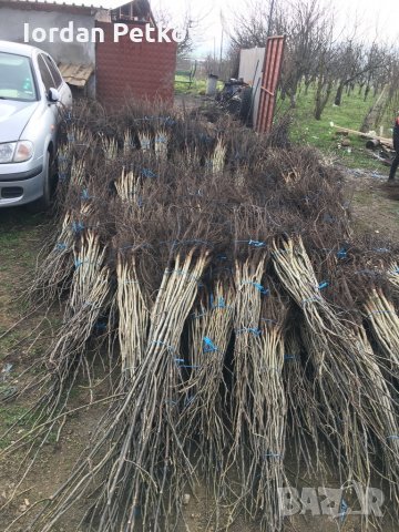 Орехови фиданки, снимка 2 - Разсади - 31385115