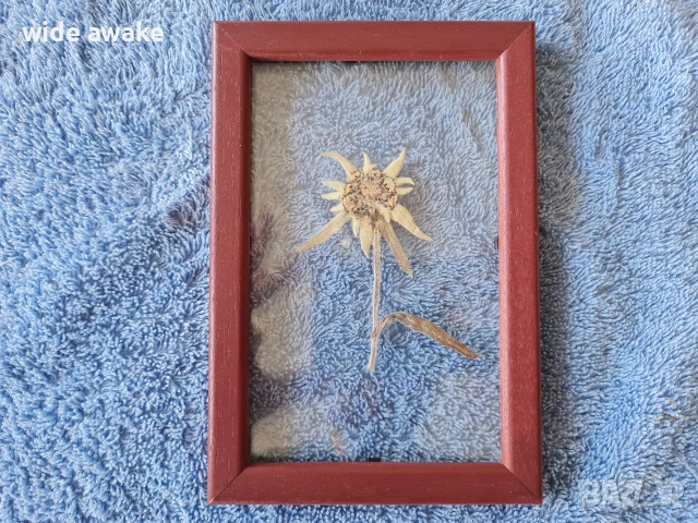 Еделвайс в рамка, снимка 2 - Други ценни предмети - 54091034