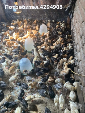 Домашни пилета супер харко