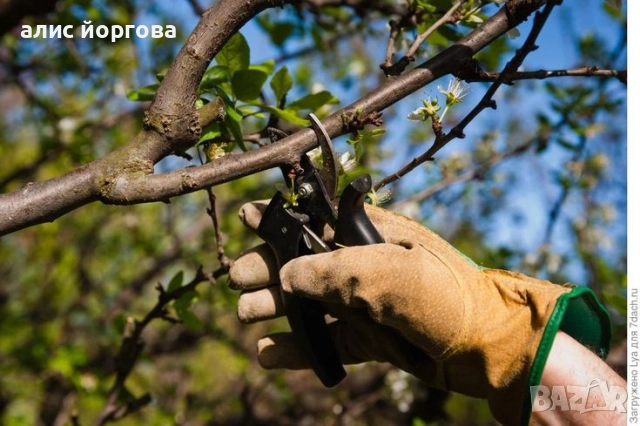 Всякакъв вид градинарски и овощарски услуги , снимка 3 - Други услуги - 51857990