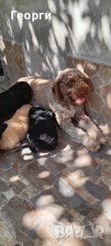 Кокер с Лагото- кученца, снимка 13 - Други - 53262436