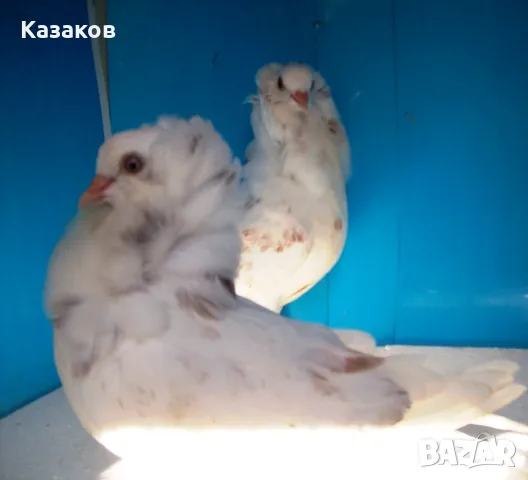 Продавам млади капуцини