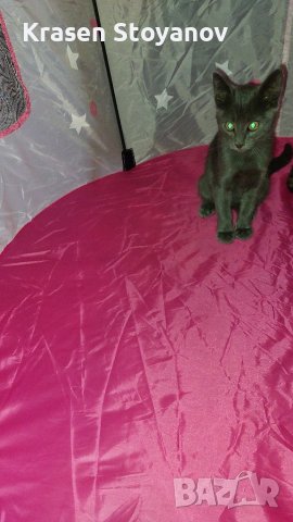 Детска палатка, снимка 4 - Други - 34947945