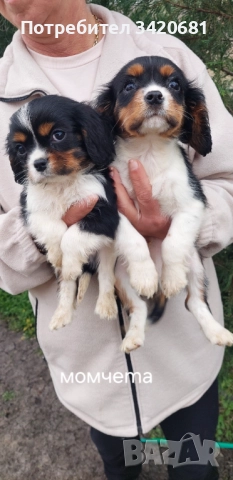 Кавалер кинг чарлз шпаньол , снимка 6 - Кавалер кинг чарлз шпаньол - 52989597