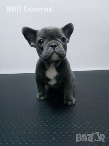 ПРОДАВА ФРЕНСКИ БУЛДОГ, снимка 2 - Френски булдог - 52263038