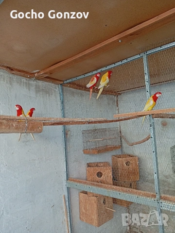 папагали розели, снимка 5 - Папагали - 53076209