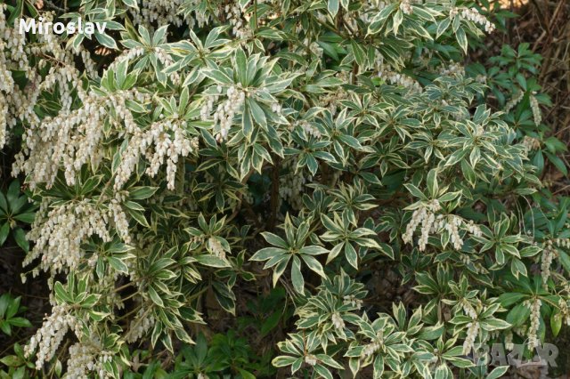 Пиерис-(pieris japonica)(4-сорта), снимка 8 - Градински цветя и растения - 32197304