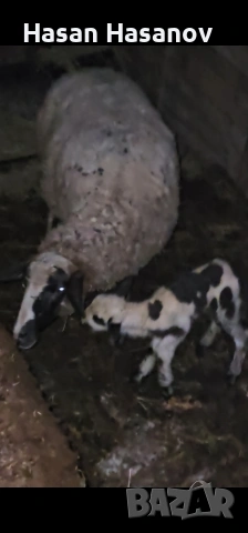 5 офце 4 агнета едната офца е бременна 