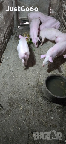 Продавам малки прасета