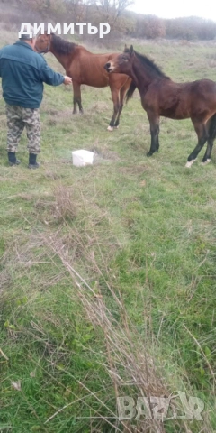 продавам кобила на 10 г.със мъжко конче на 6 м.