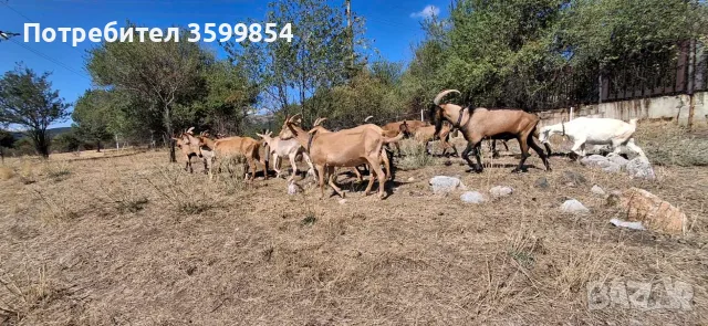 Продавам кози 200евро бройка, снимка 6 - Кози - 56218774