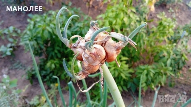 🧅🪴🧅Вечен лук - целогодишен🪴🧅🪴, снимка 2 - Градински цветя и растения - 53996174