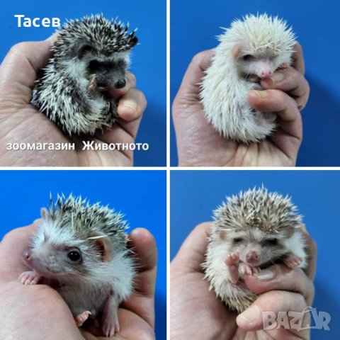 Африкански мини таралежчета, снимка 1