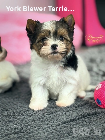 Йорки, момчета и момиче с родословие! Доставка , снимка 2 - Йоркширски териер - 53334175