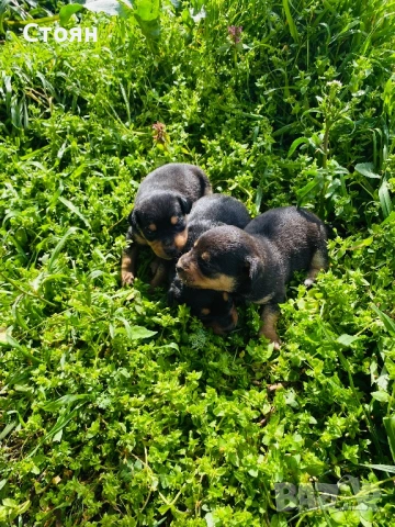 Мини пинчери , снимка 2 - Пинчер - 54004065