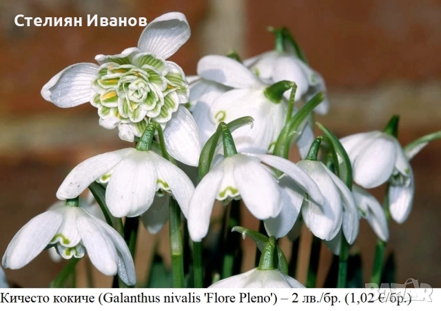 Кичесто кокиче (Galanthus nivalis 'Flore Pleno') – луковици