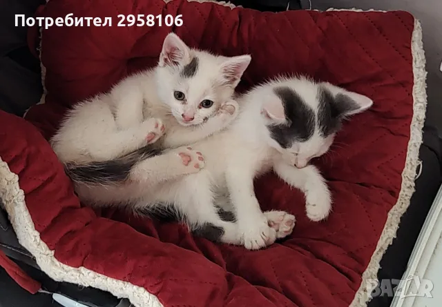 котенца търсят дом, 3 мес.