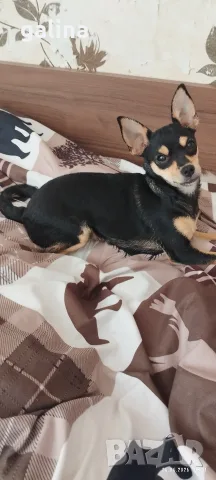 кученце чихопинчер