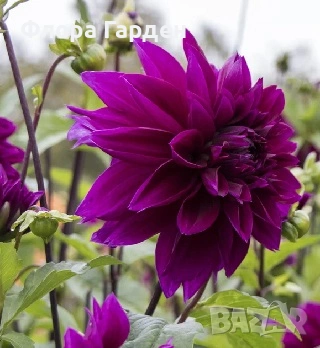 ДАЛИЯ - Глудки, снимка 16 - Сортови семена и луковици - 44793217