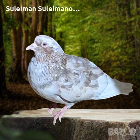 Свободен мъжки Кенер