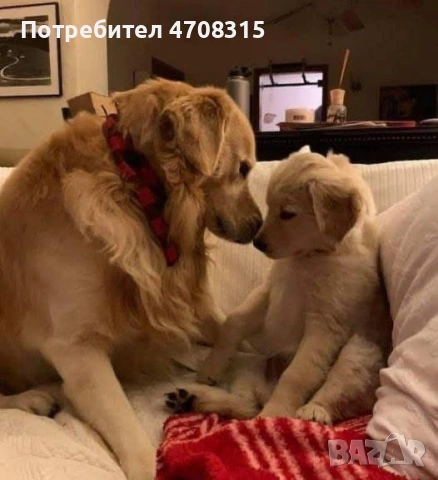 Голдън ретривър момче  родословен баща