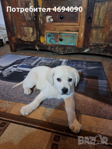 Прекрасно мъжко лабрадорче, снимка 3 - Лабрадор ретривър - 52917072
