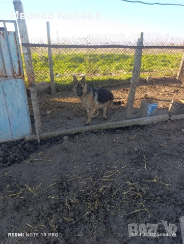 Продавам чистокръвна немска овчарка на 11 месеца , снимка 3 - Немска овчарка - 52761827