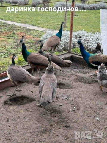 Индийски пауни мъжки и женски, снимка 4 - други­ - 52899128