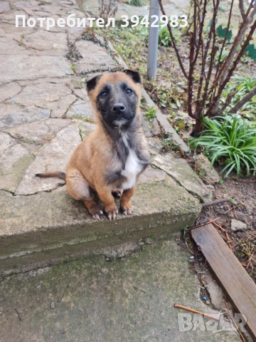 Белгийска овчарка Малиноа , снимка 2 - Белгийска овчарка - 52797025