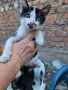 Подарвам котенца, снимка 3