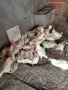 продавам кокошки, снимка 2