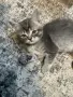 Британски котенца, снимка 1