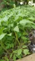 Продавам разсад домати краставици тиквички пипер и др., снимка 4