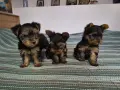 малки прекрасни йоркита, снимка 4