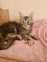 Чистокръвно котенце от породата Мейн Куун, снимка 1 - Мейн кун - 44143592