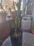 Палма бутия одората , снимка 2