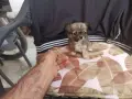 Продавам чихуахуа, снимка 14