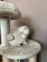 Персийско коте. , снимка 7