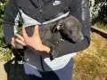 Свободни питбули, снимка 6