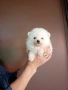 Бели мъжки Померани., снимка 4