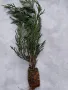 Лейланди, Cupressocyparis leylandii, в мултипалети. 20-30cm., снимка 1