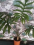 Алоказия жаклин., снимка 4