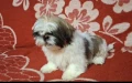 Ши тцу, снимка 1