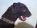 Моят любим шнауцер, снимка 6