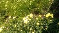 Продавам цветя Градинска маргарита – бяла и жълта, разсад, снимка 4