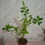 Еуфорбия/Христов венец Цвете, снимка 2