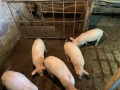 Продаваме малки прасенца, снимка 1