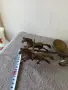 Стари бронзови предмети, снимка 11