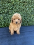 Мини пудели / Mini Poodles, снимка 8