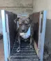 Питбул! Питбули! , снимка 1
